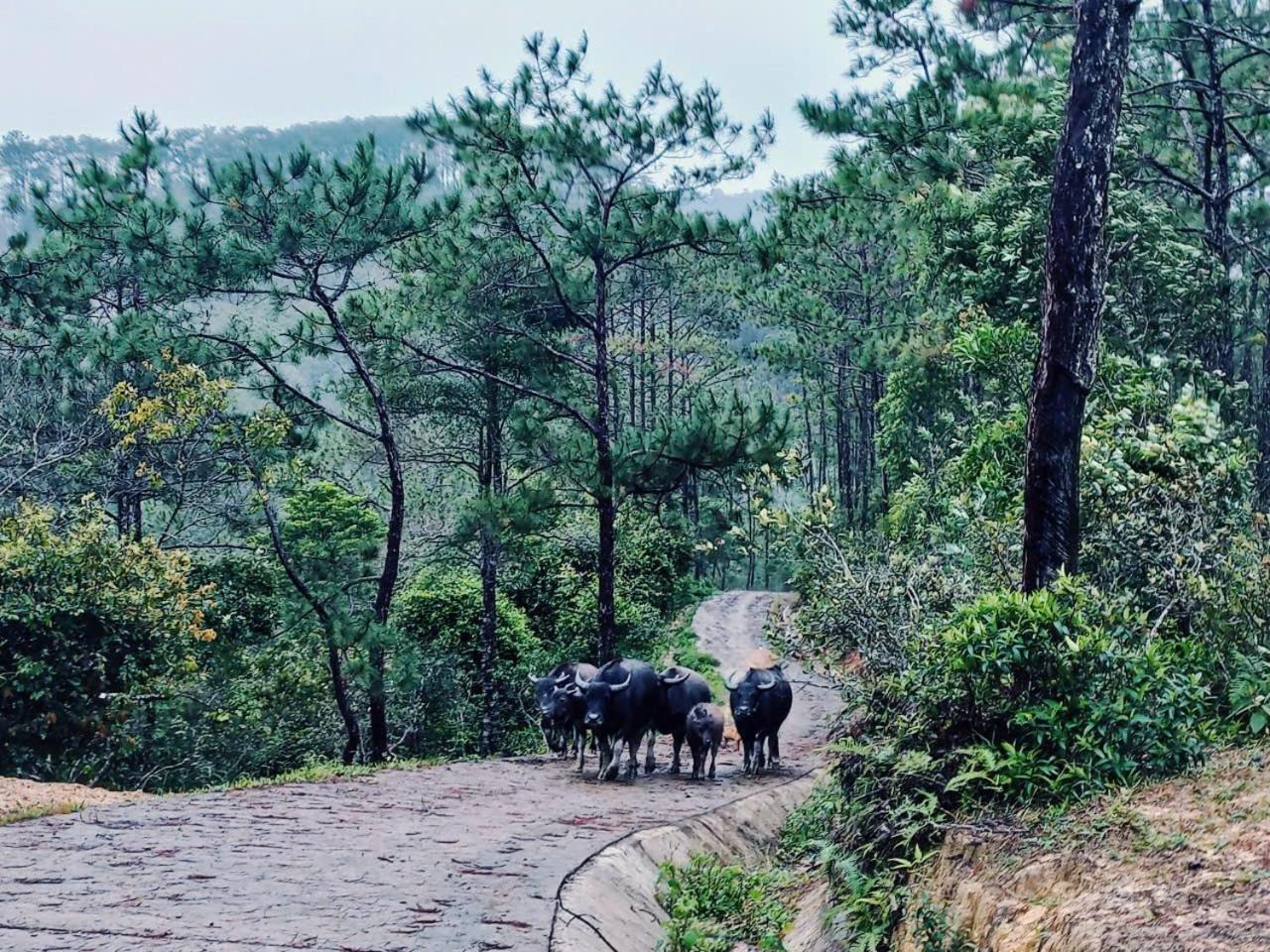 Homestay Niem T'Ri Mang Pen Kon Von Kla Kültér fotó